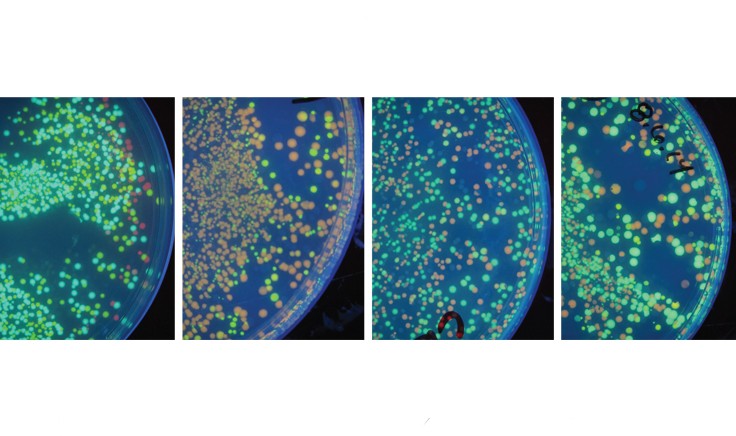 Tri-color plasmid designs, assembled by DNA2.0. Source: Tech Museum iGEM Team, 2014.