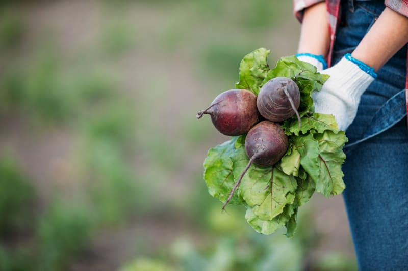 gardener holding beets in field with white gloves