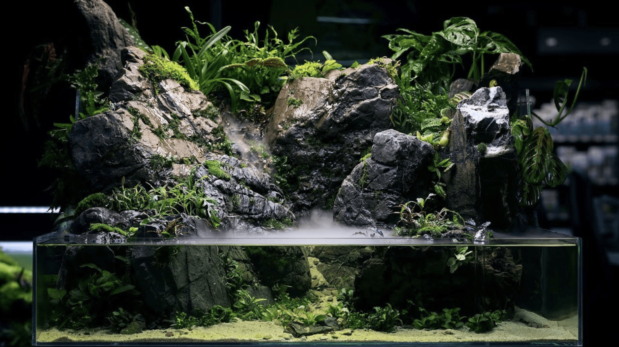 Stunning paludarium with bold rock scape