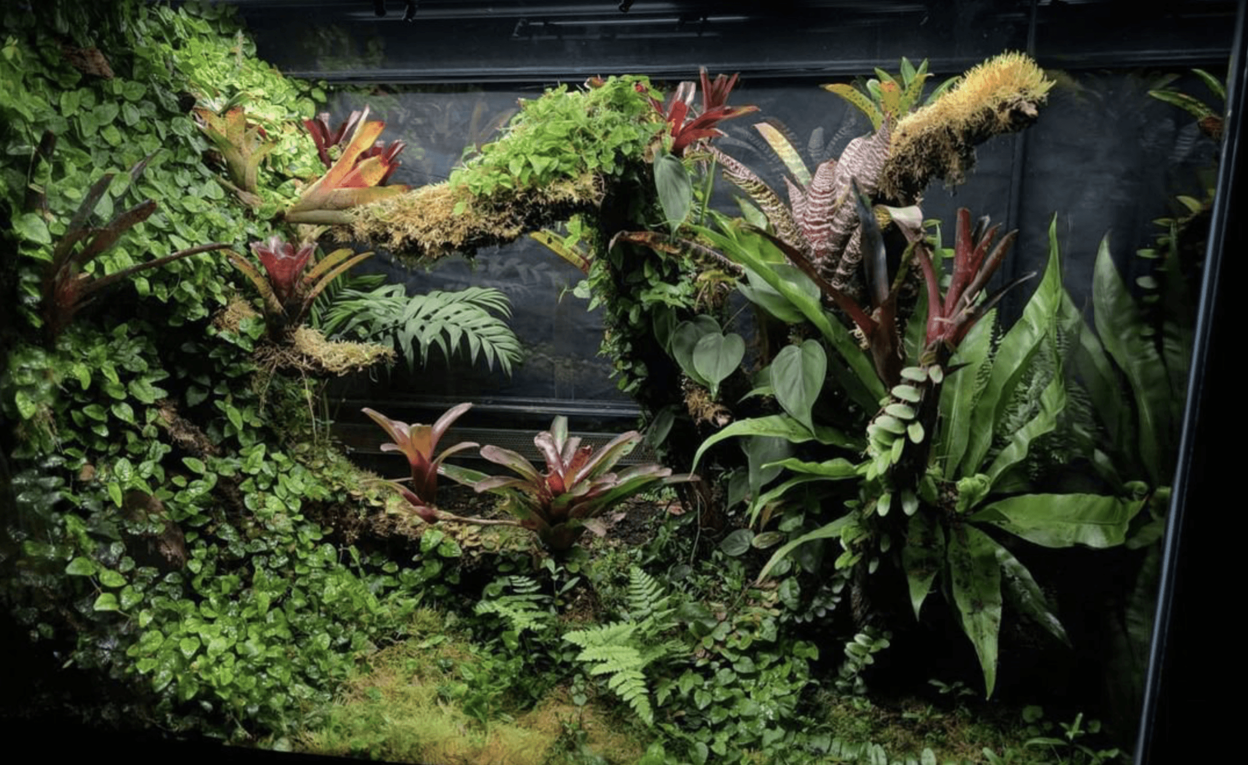 Lush vivarium full of green