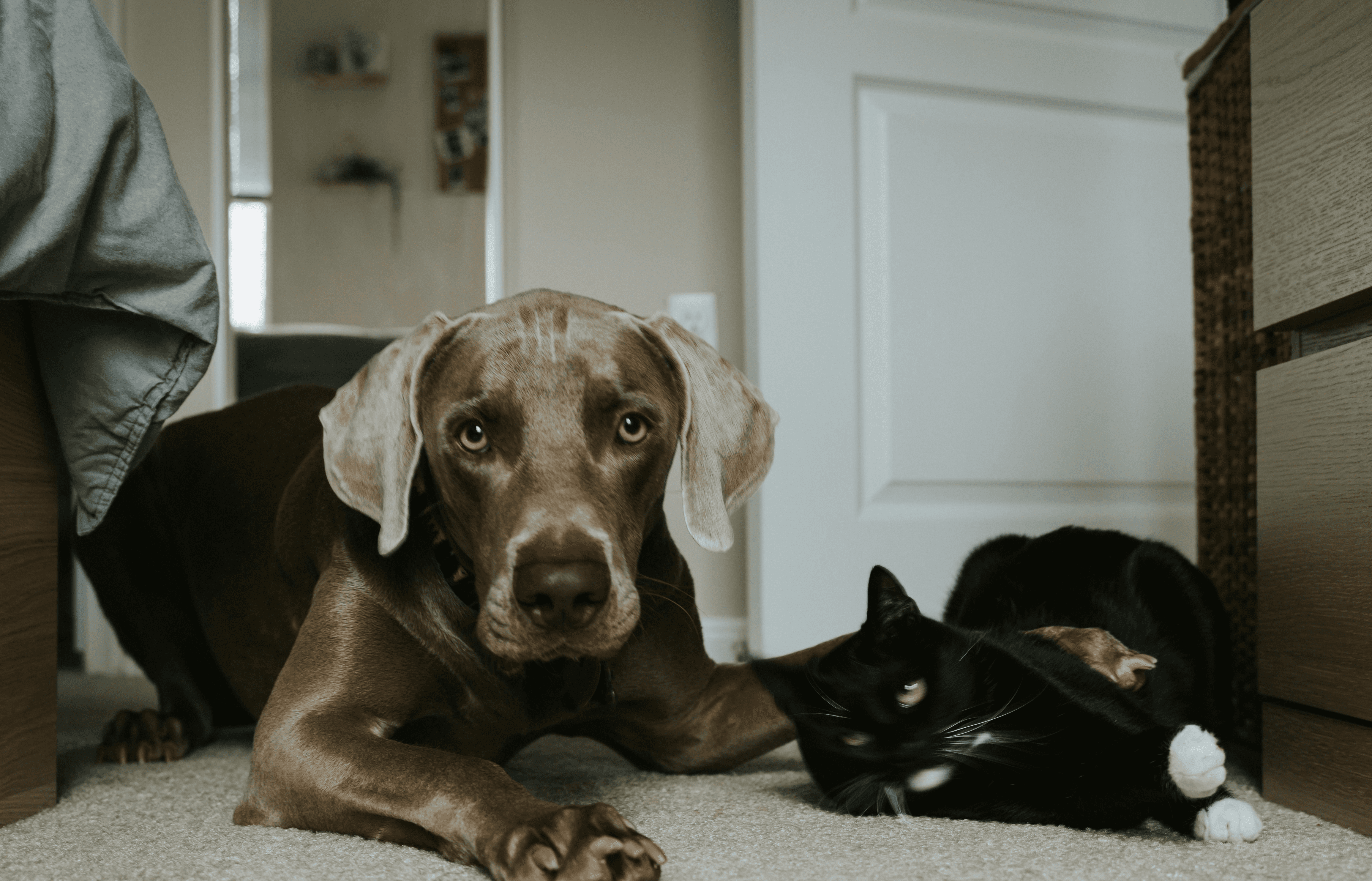 Una&Co - Cohabitation entre chiens et chats
