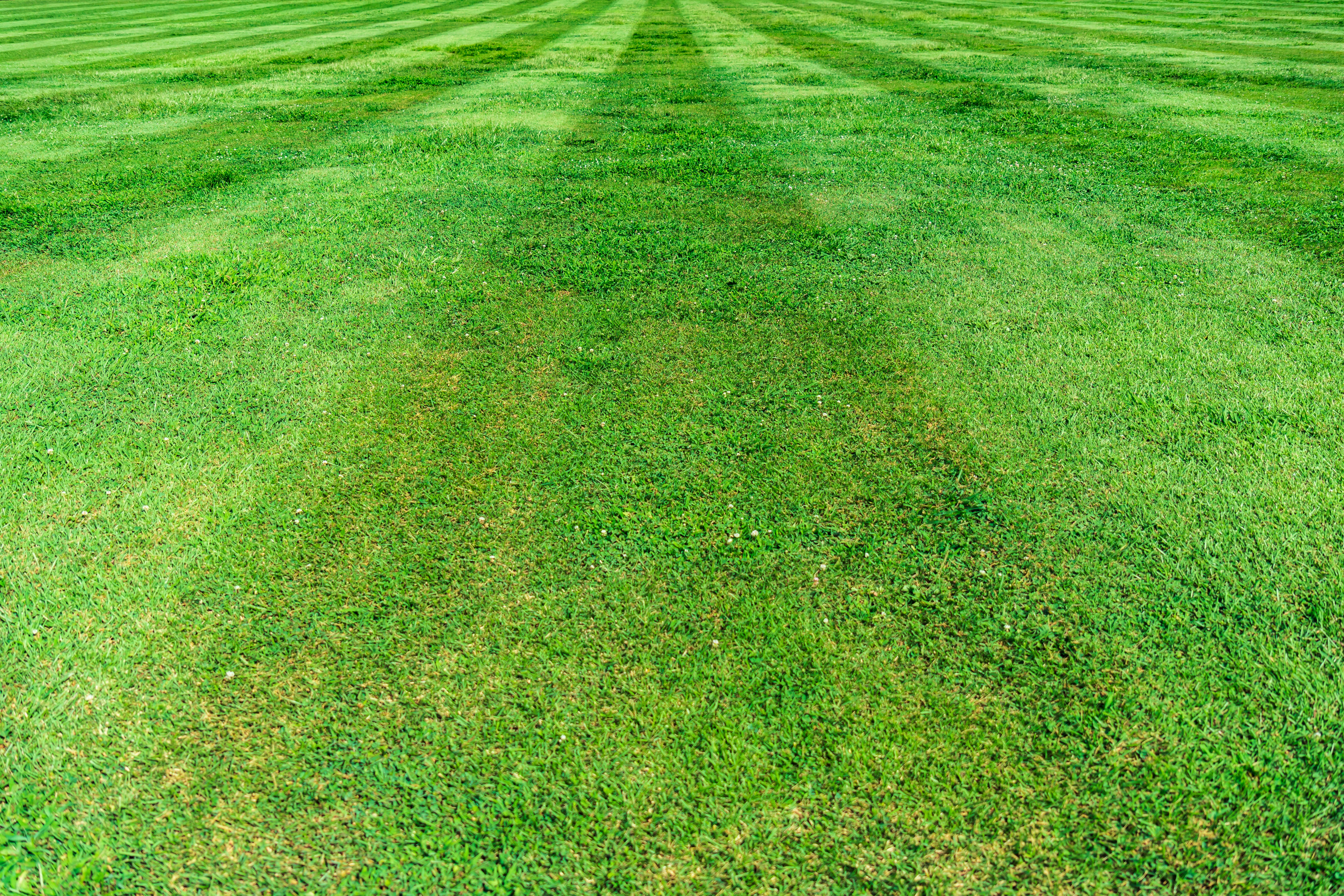 green grass field during daytime