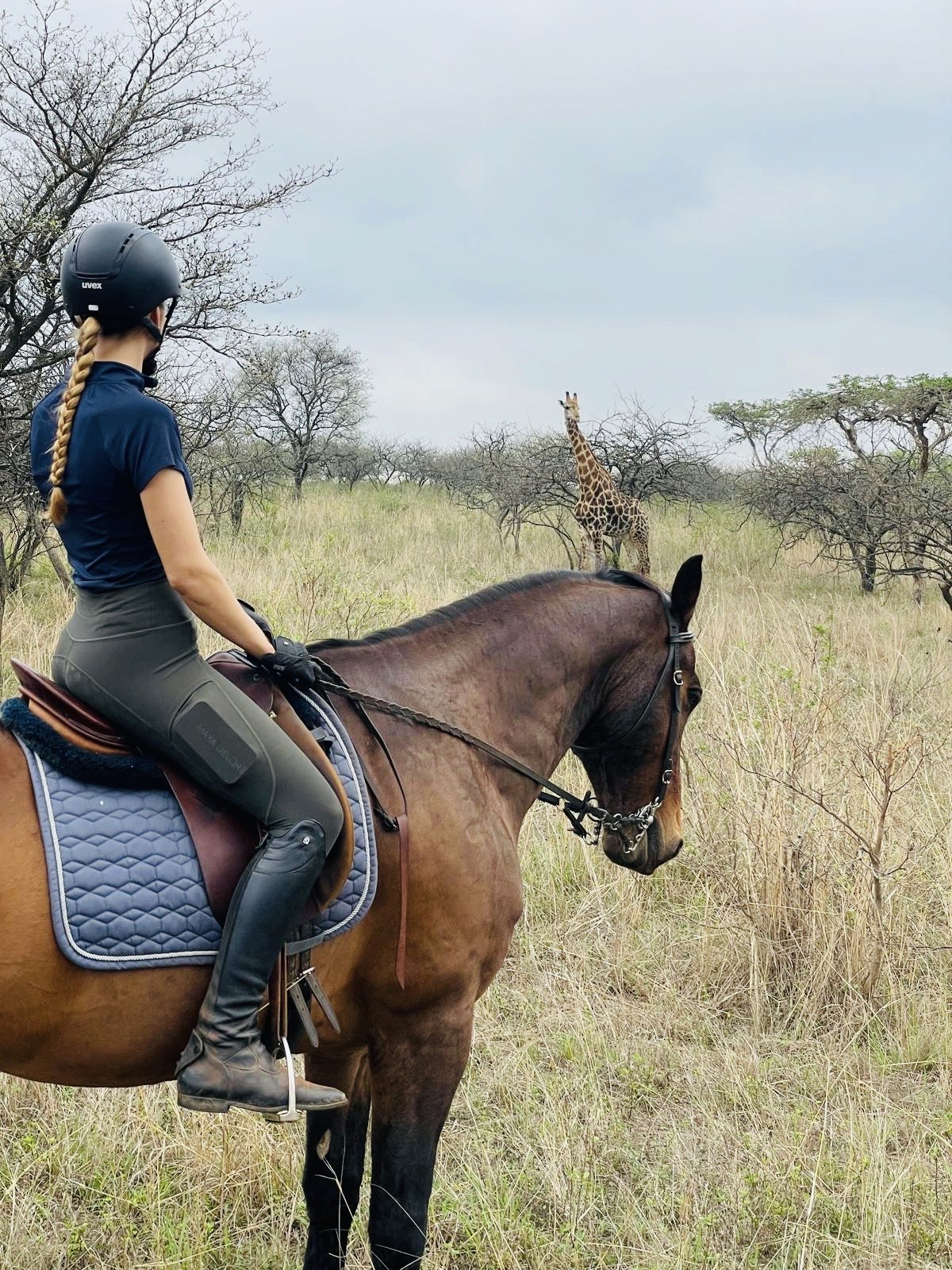 Kilimanjaro Elephant Ride, Arusha National Park, Tanzania – elefant i högt gräs tittar mot kameran, medan fem ryttare till häst på ridsafari i bakgrunden betraktar elefanten i ett grönt och frodigt landskap.