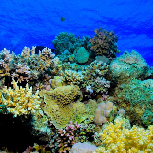 Hurghada: Guided Scuba Diving Experience + Roundtrip Transfer + Lunch