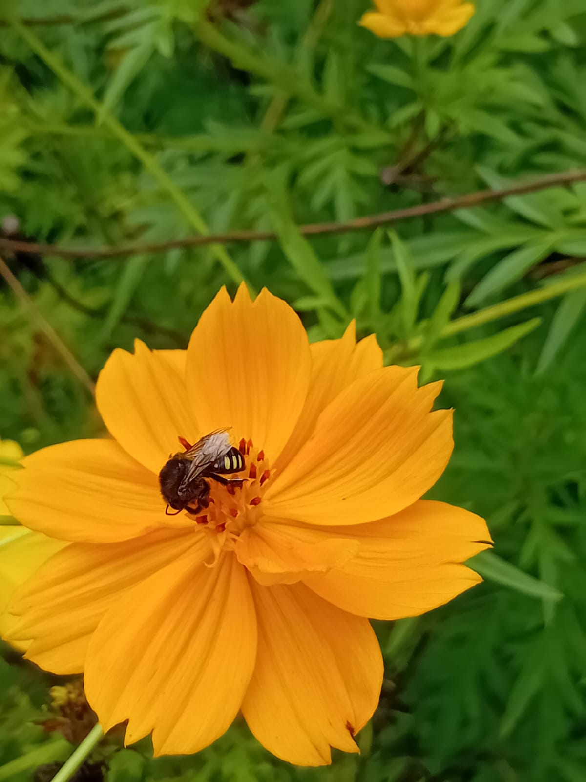 Abelha Jataí na flor