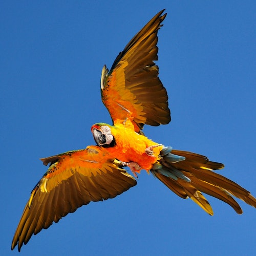 Uma arara de cores vivas com asas estendidas voando contra um céu azul claro.
