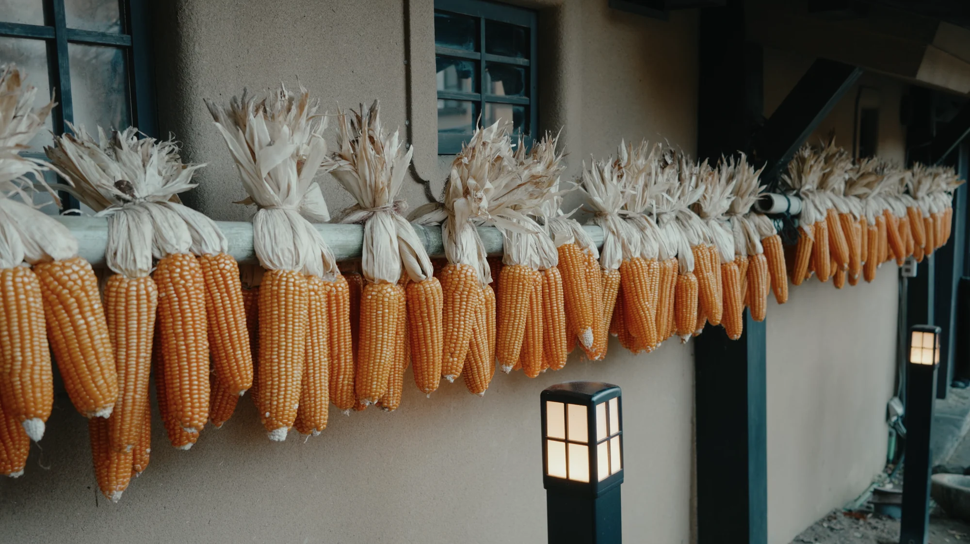 Dried corn cobs hung in ranks along the eave of a plaster and timber building