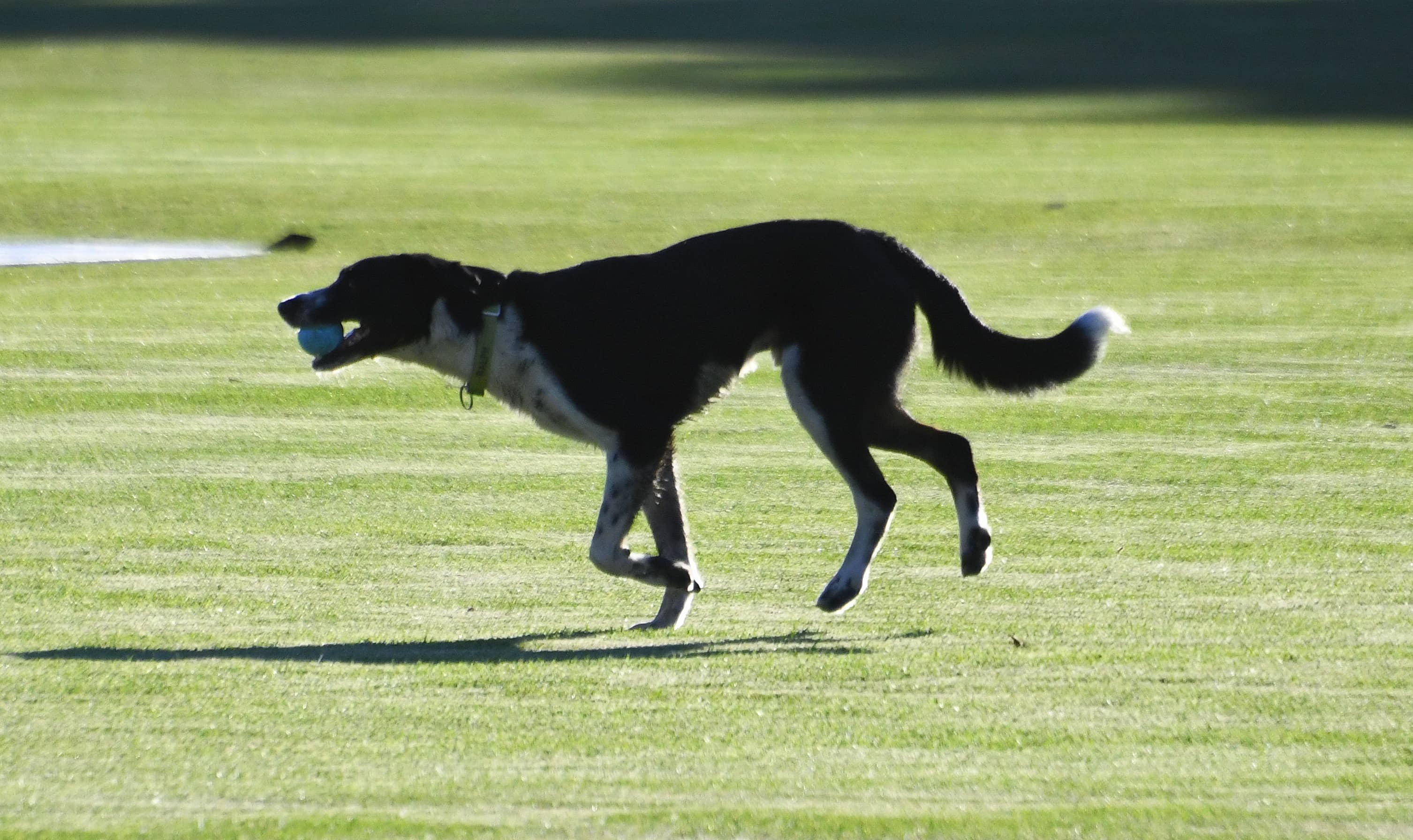 Perro corriendo