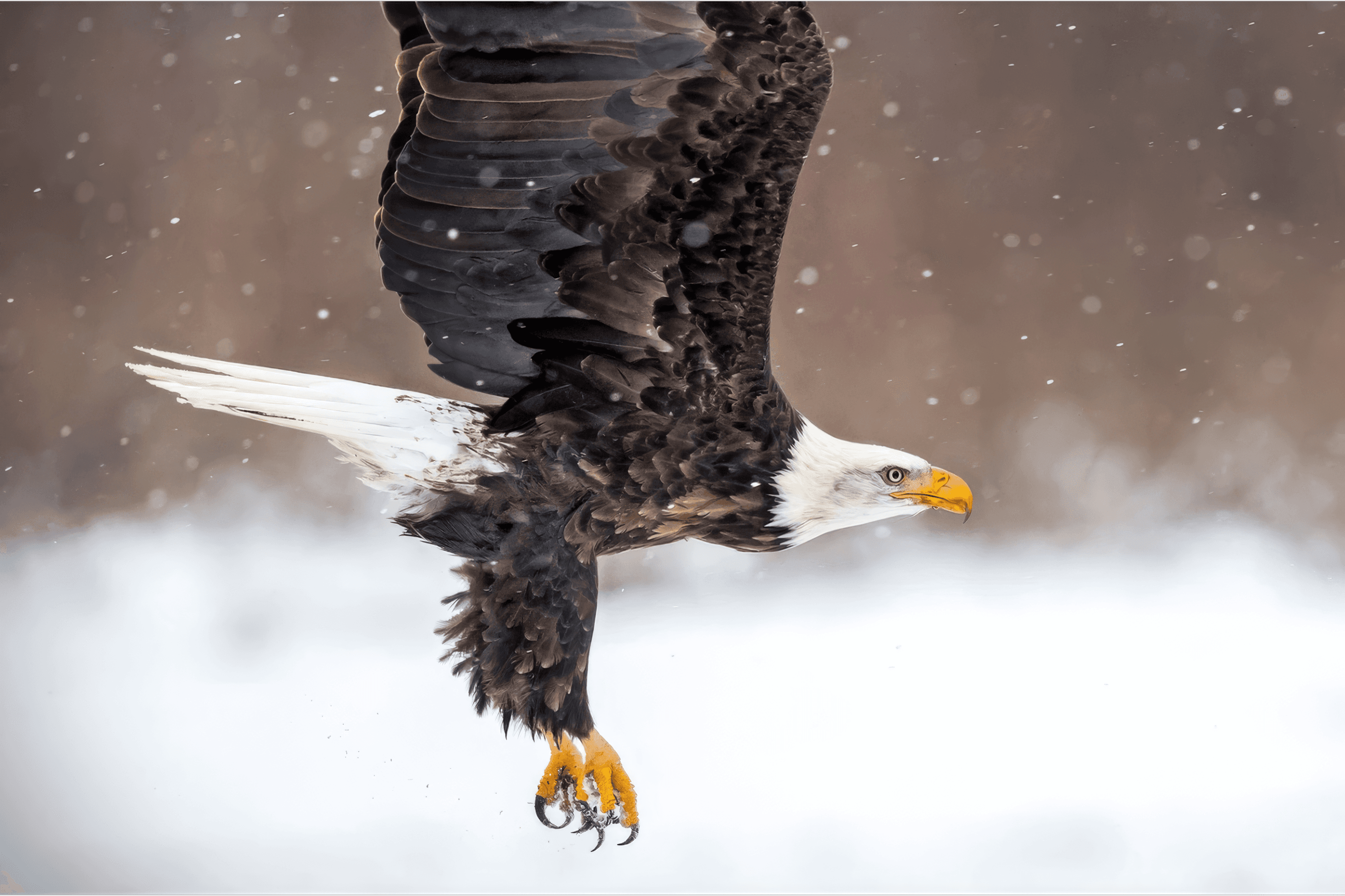 Bald eagle gliding through falling snow