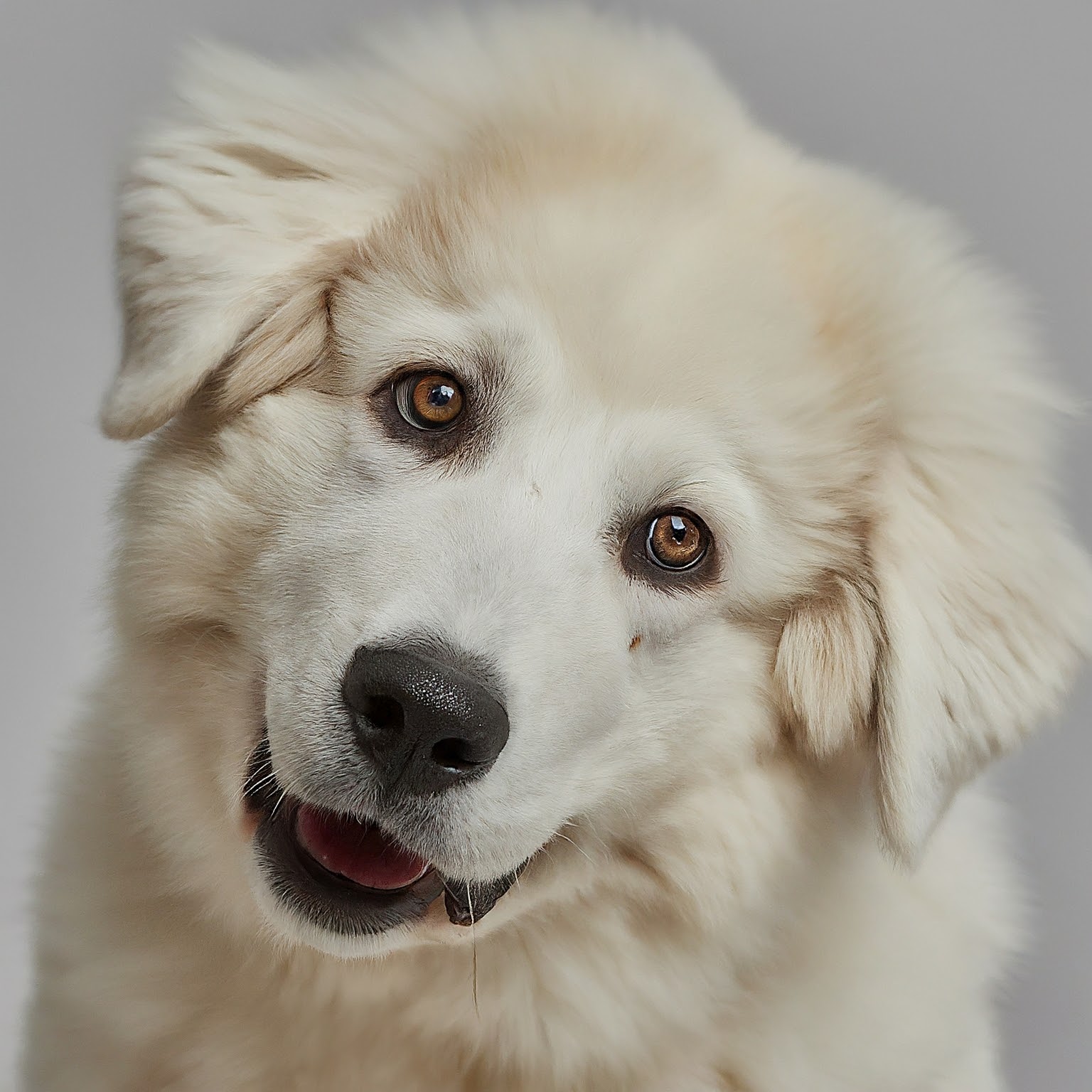 BUDDYUNO, Great Pyrenees