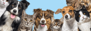 Pets: Pets