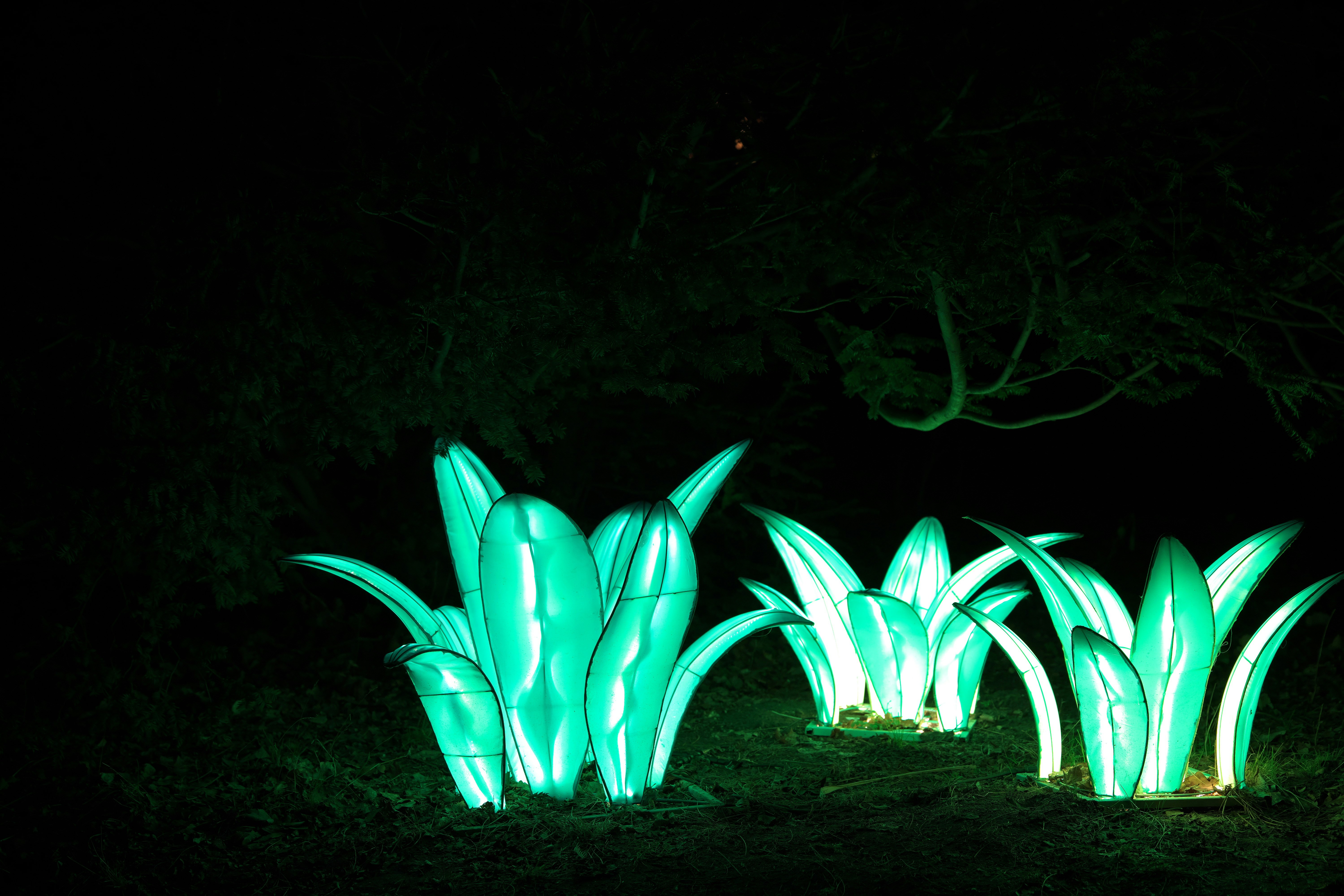 A group of green plants lit up in the dark