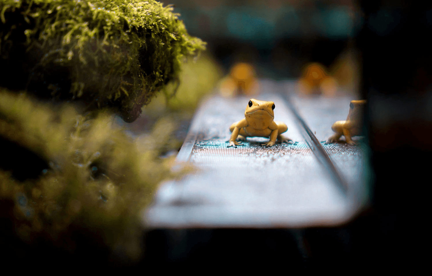 Poison dark frog in a mossy enclosure