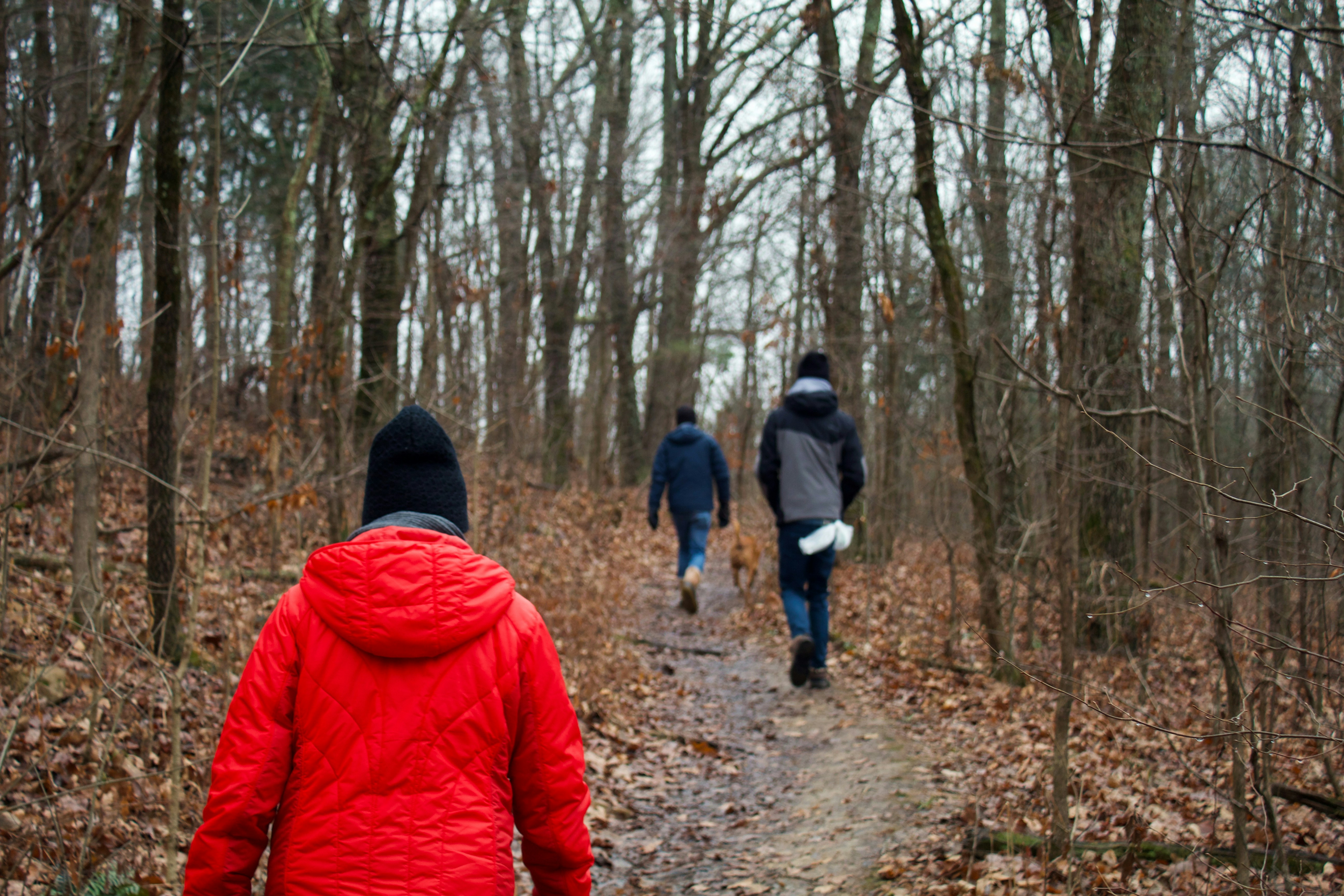 people walking on forest during daytime