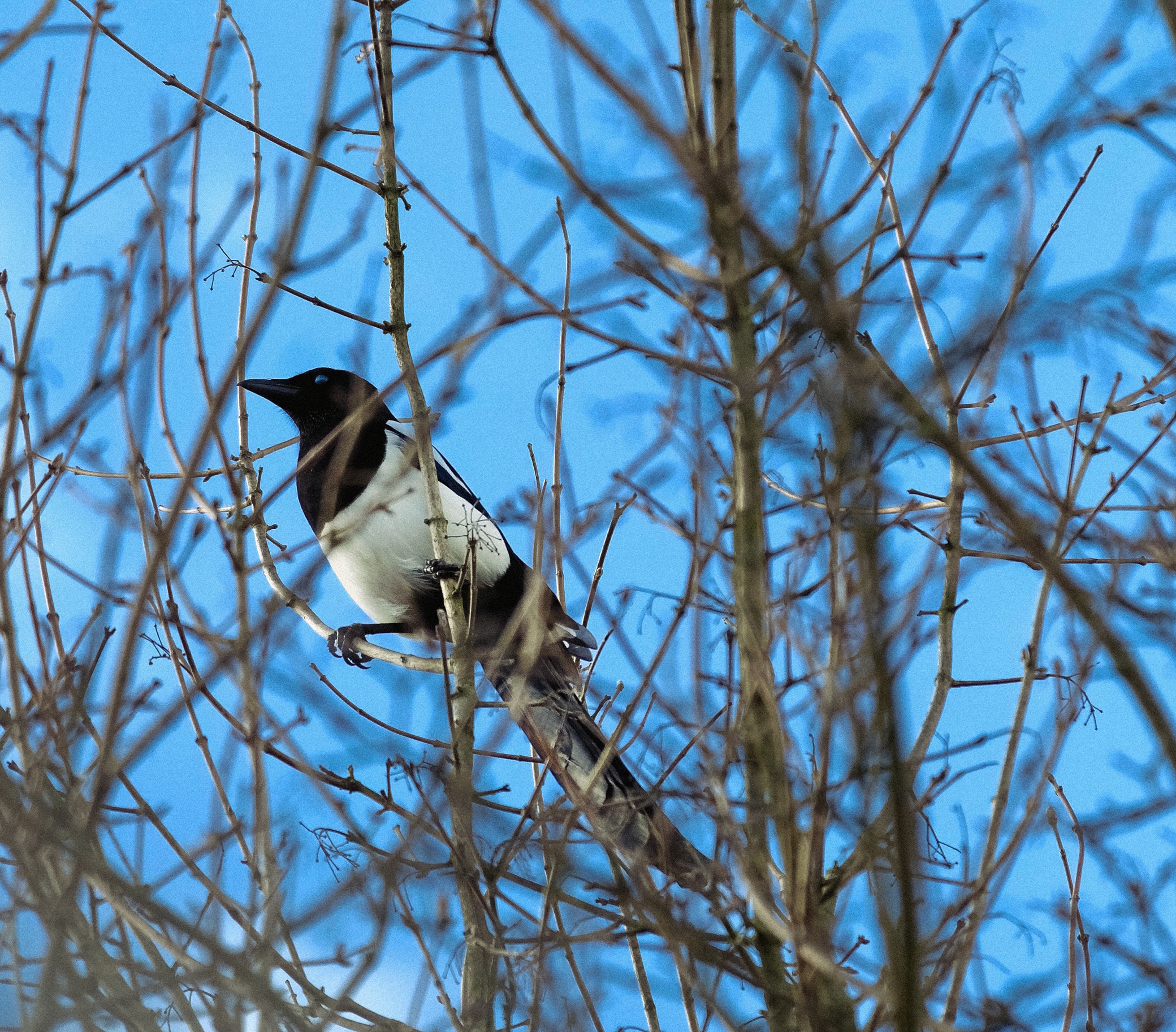 A black and white Magpie perched on a thin branch, framed by a dense network of bare winter twigs against a clear blue sky.
