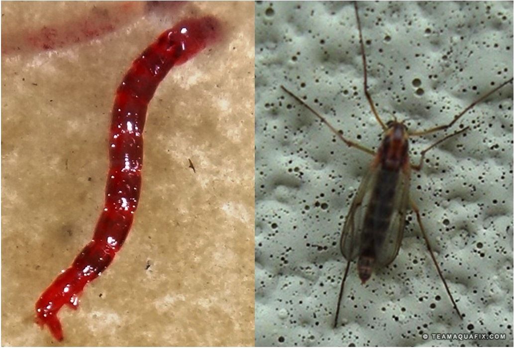 Midge worm and midge fly observed during the August hatch