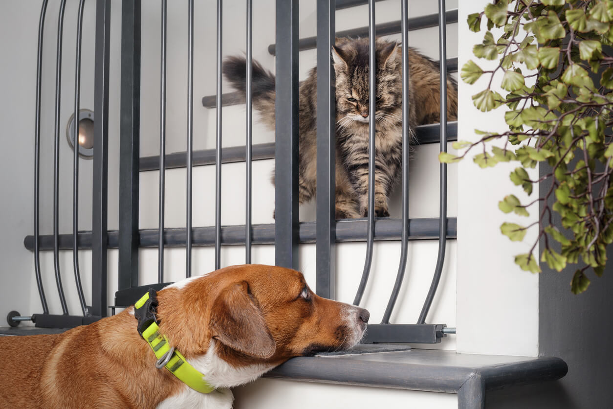 cat behind safety gate with dog