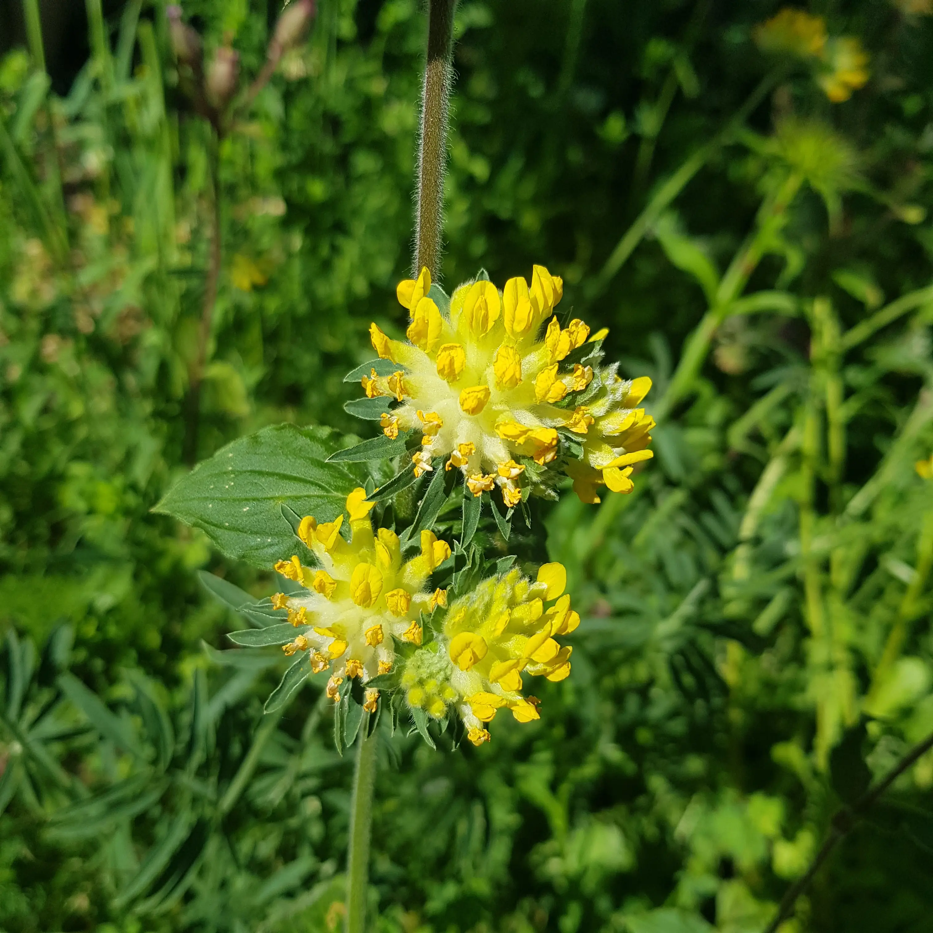 Two bright yellow wildflowers surrounded by green leaves and foliage in a natural setting.
