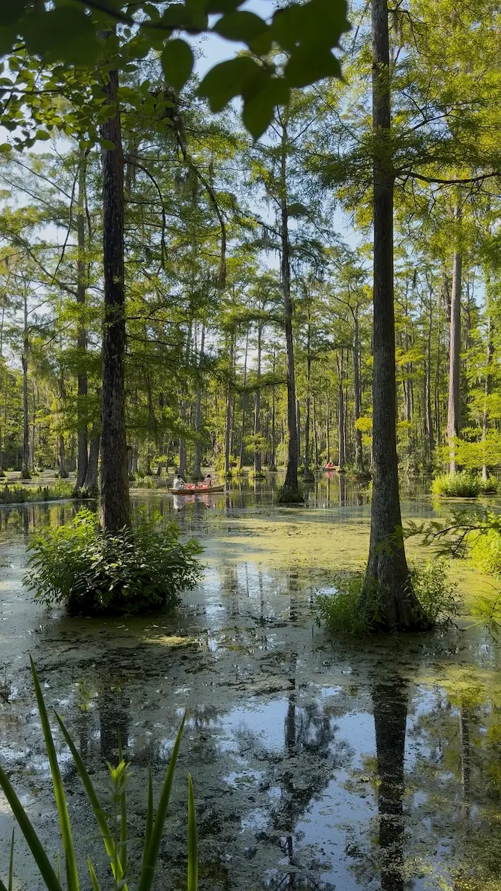 A peaceful scene along the walking trails at Cypress Gardens in South Carolina, surrounded by cypress trees and calm water.
