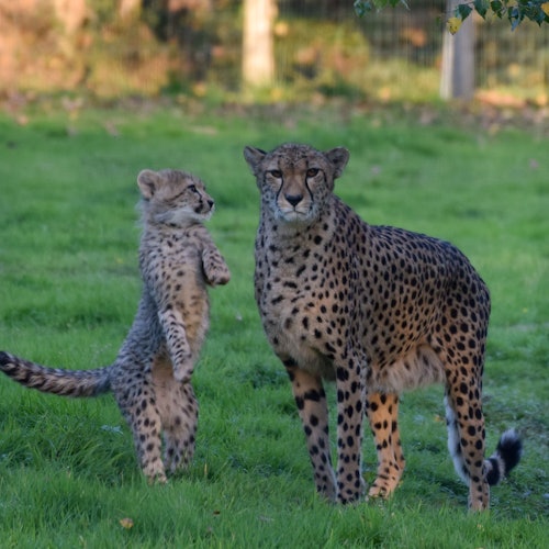 Khu bảo tồn Safari Lumigny: Vé vào cửa tại Lumigny Nesles Ormeaux
