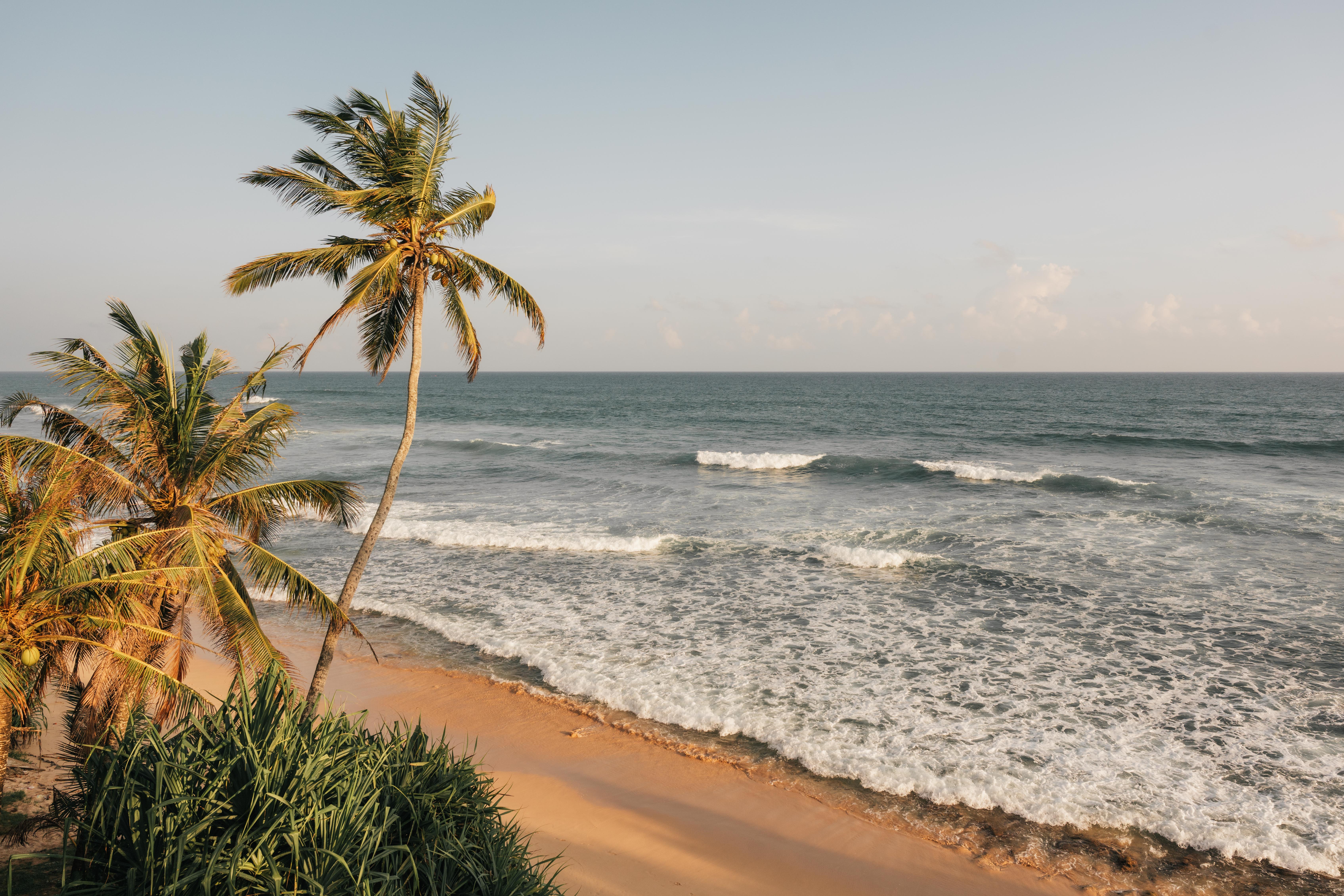 Palm tree beach