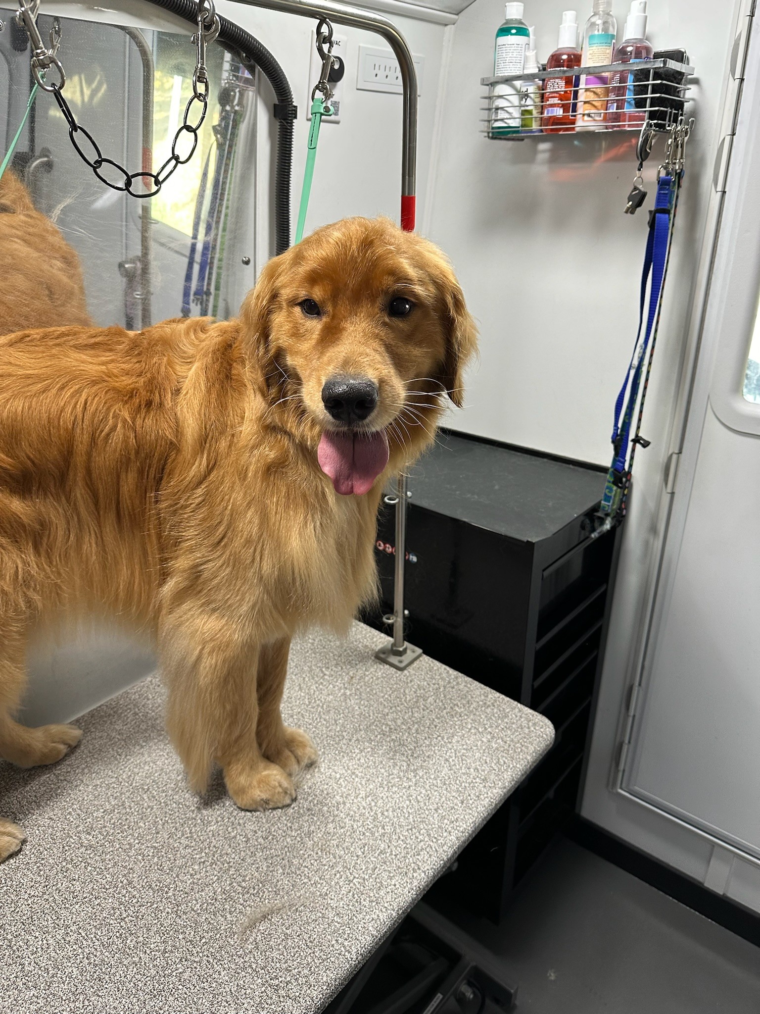 Golden retriever on grooming table in mobile grooming salon in Annapolis, Maryland