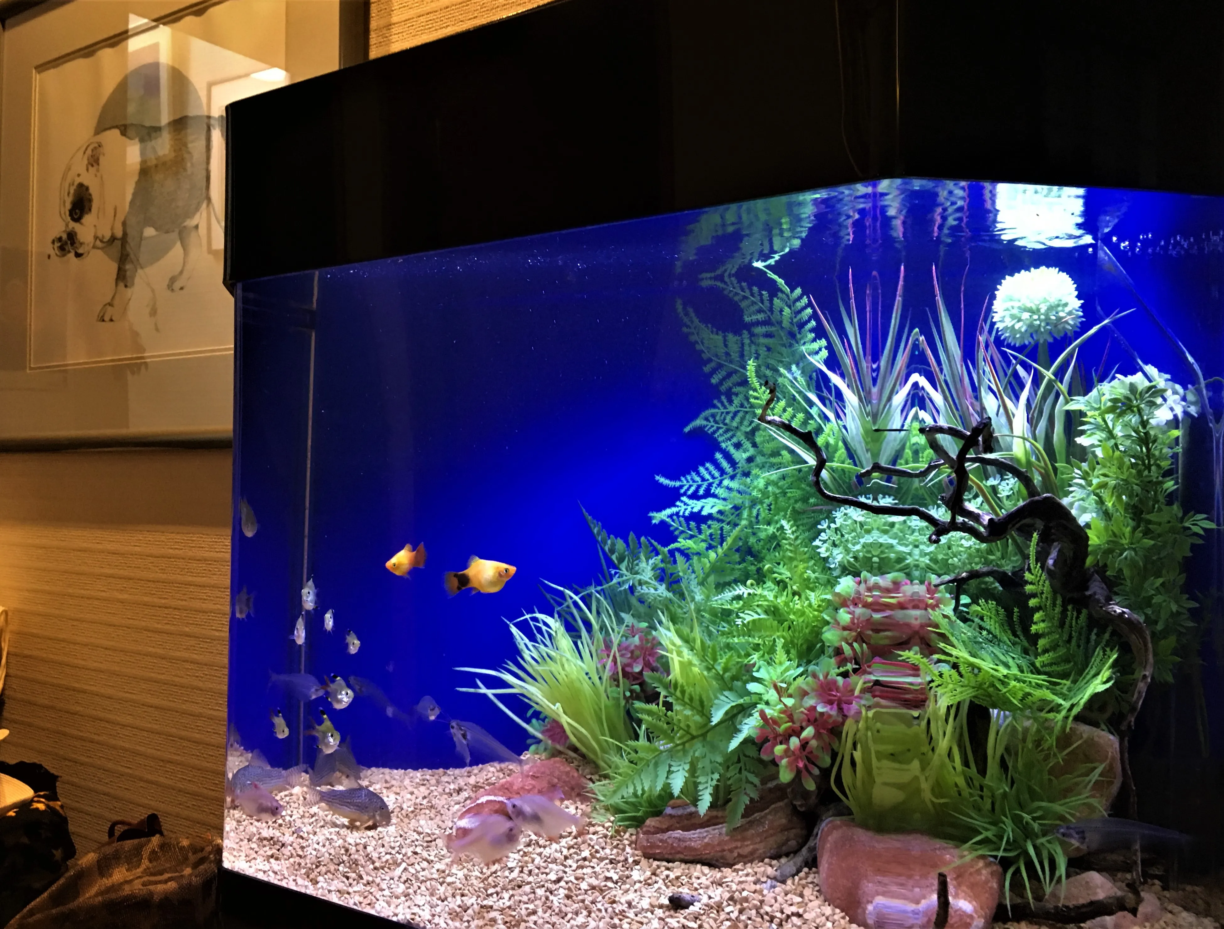 人工水草と観賞魚を組み合わせた室内向け淡水アクアリウムレイアウト