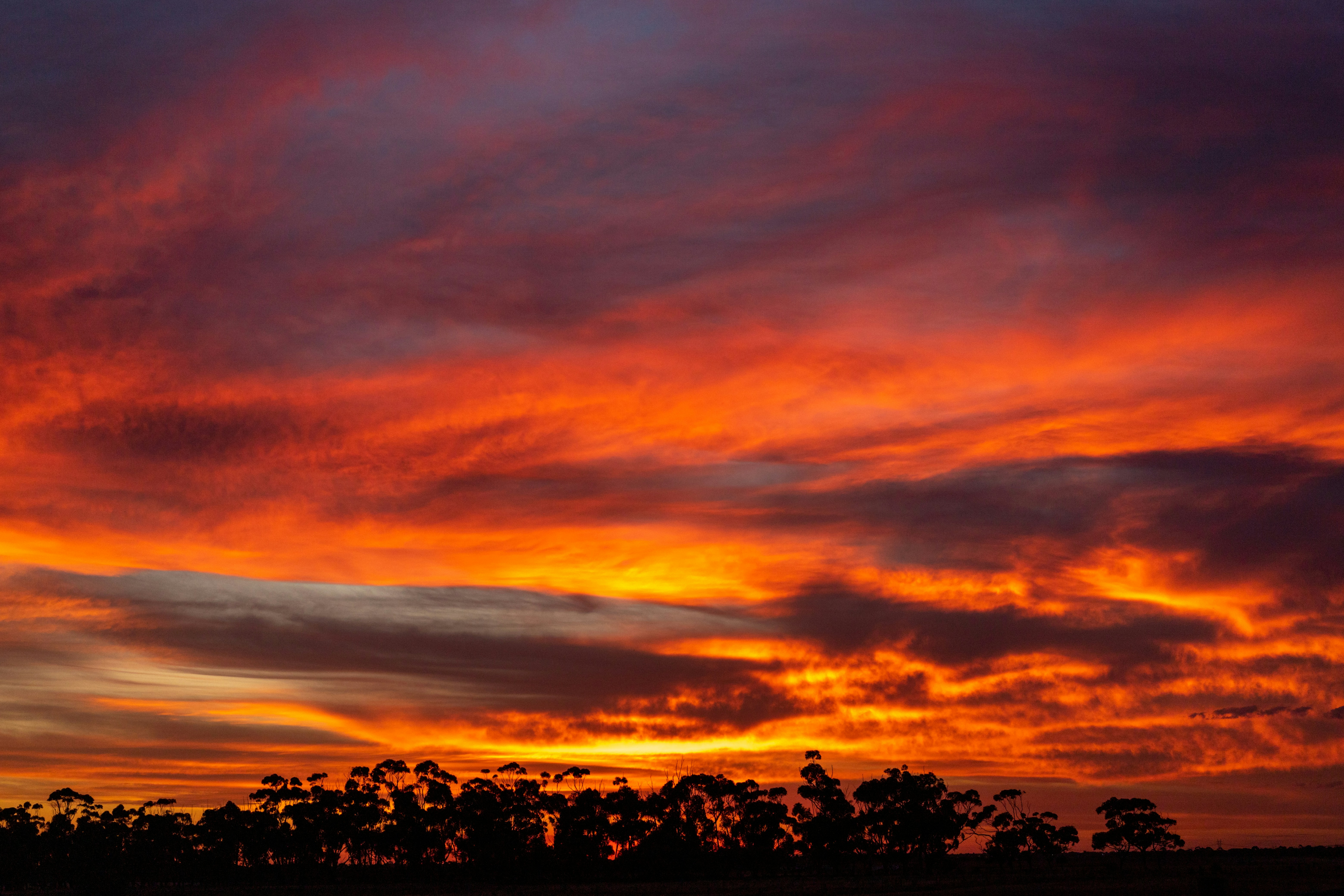 silhouette of trees during sunset