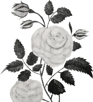 monochrome vintage leaf line art style