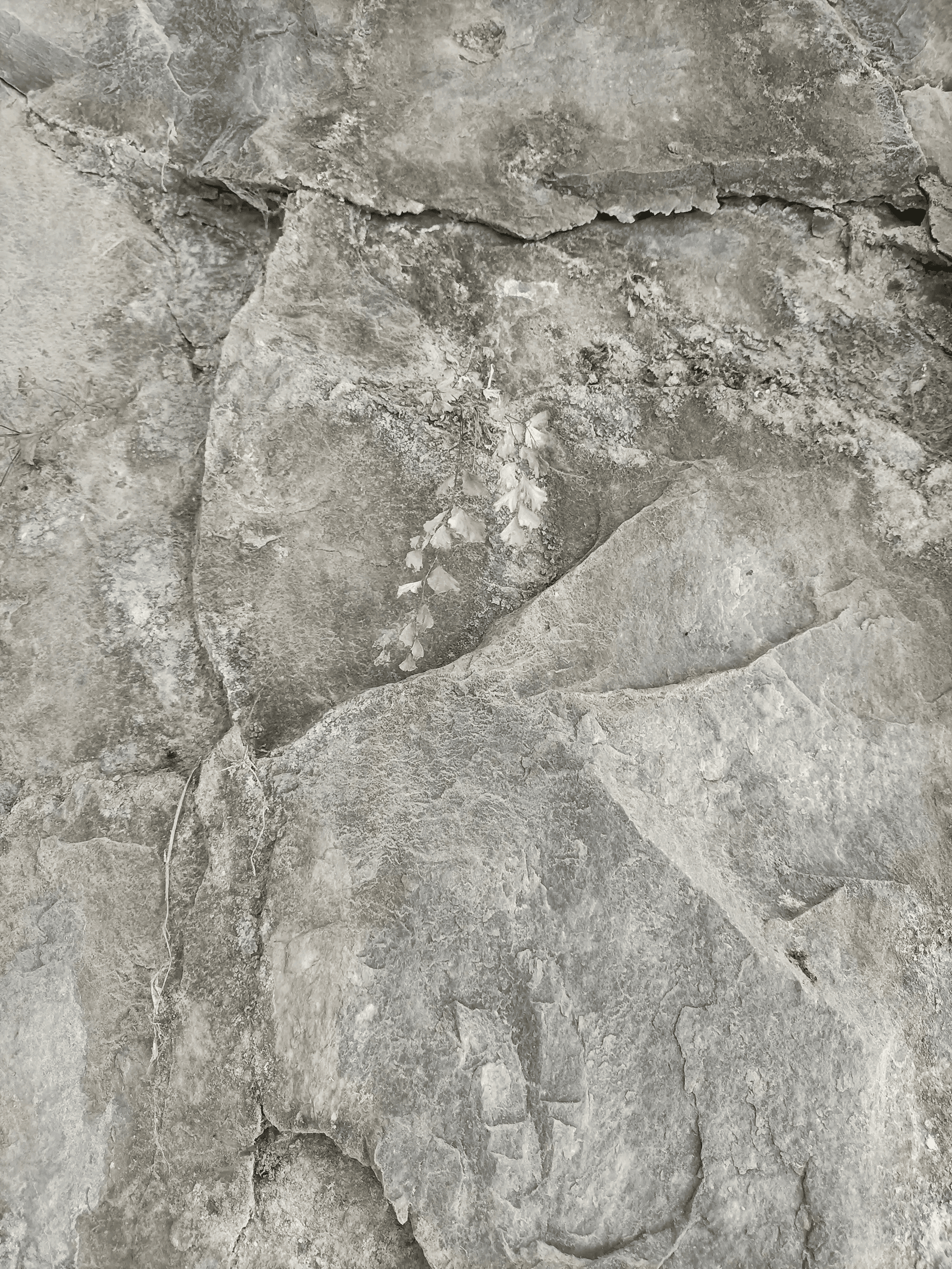 brown and black snake on brown sand