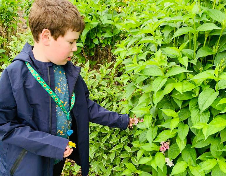 A child in a blue coat is outside touching leaves on a large hedgerow