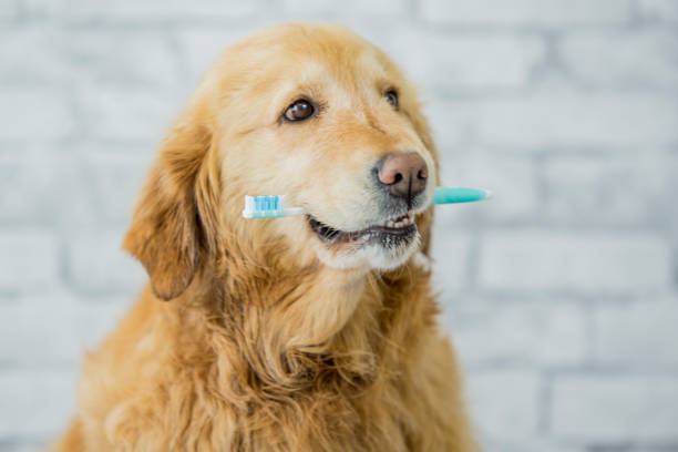 A dog biting on a toothbrush getting ready for brushing