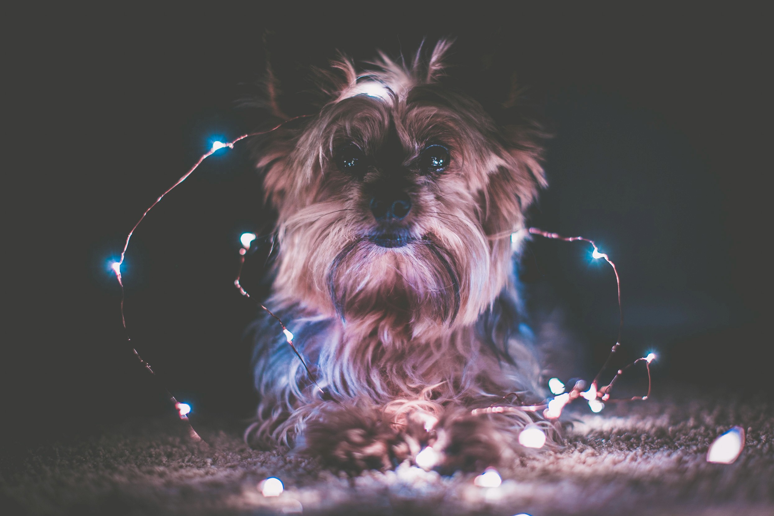Puppy in dark room with string lights all around