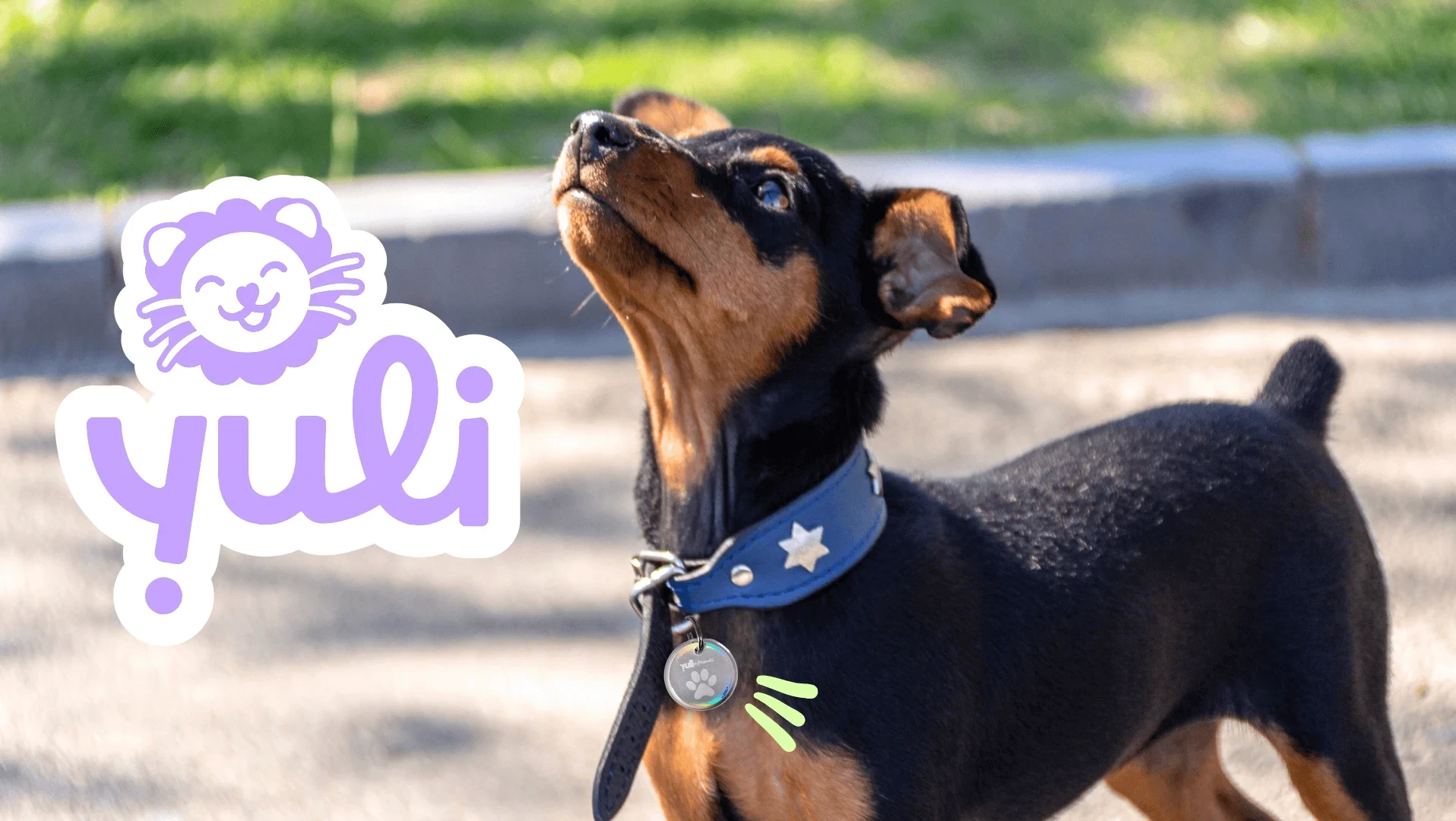 Identié visuelle pour Yuli conçue par Coralie De Almeida, médaille connectée dédiée au bien-être animal