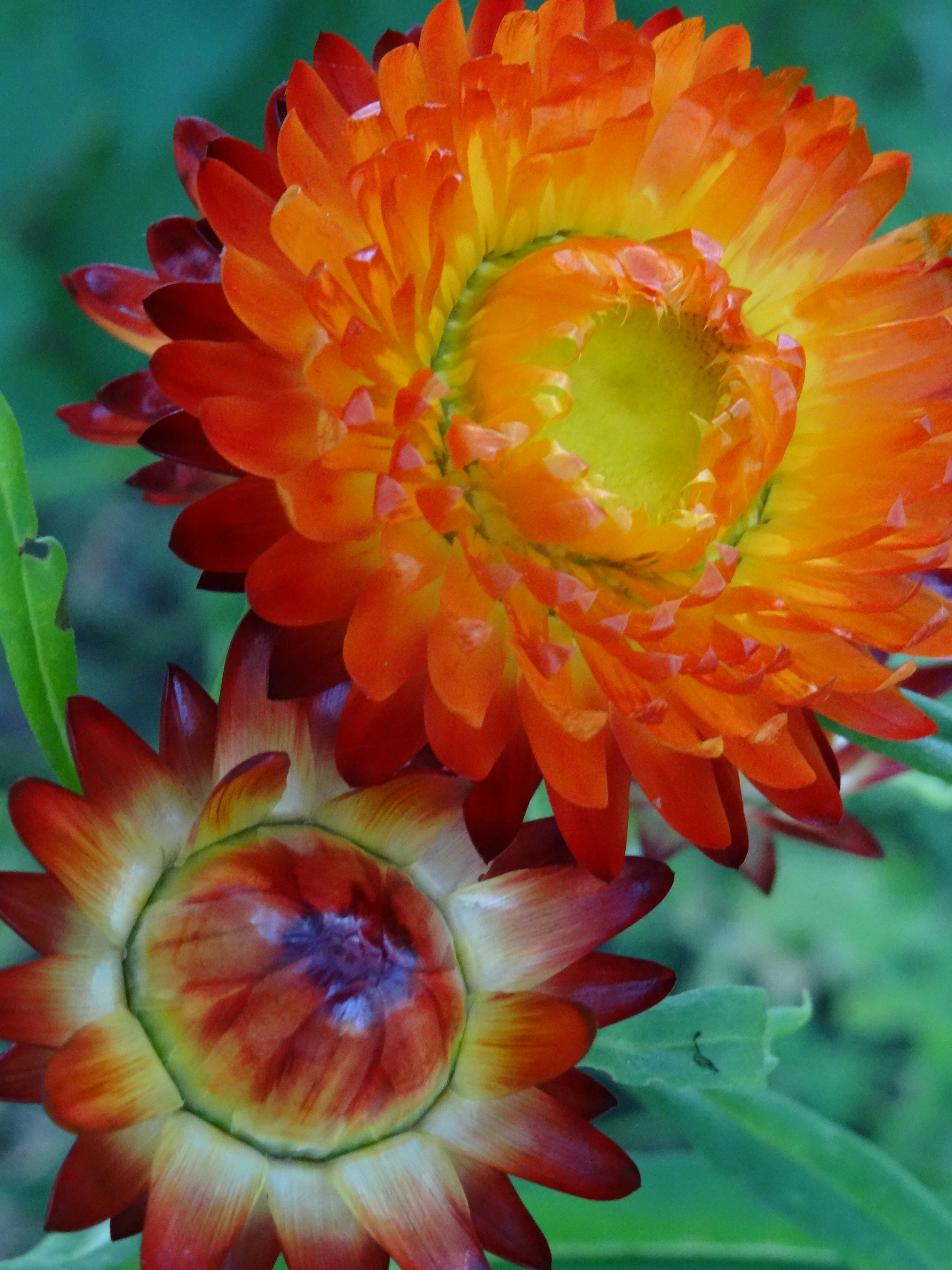 Vibrant orange flowers bloom beautifully against greenery.