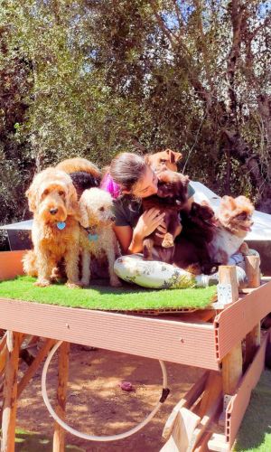 Small dog being on woman's arms