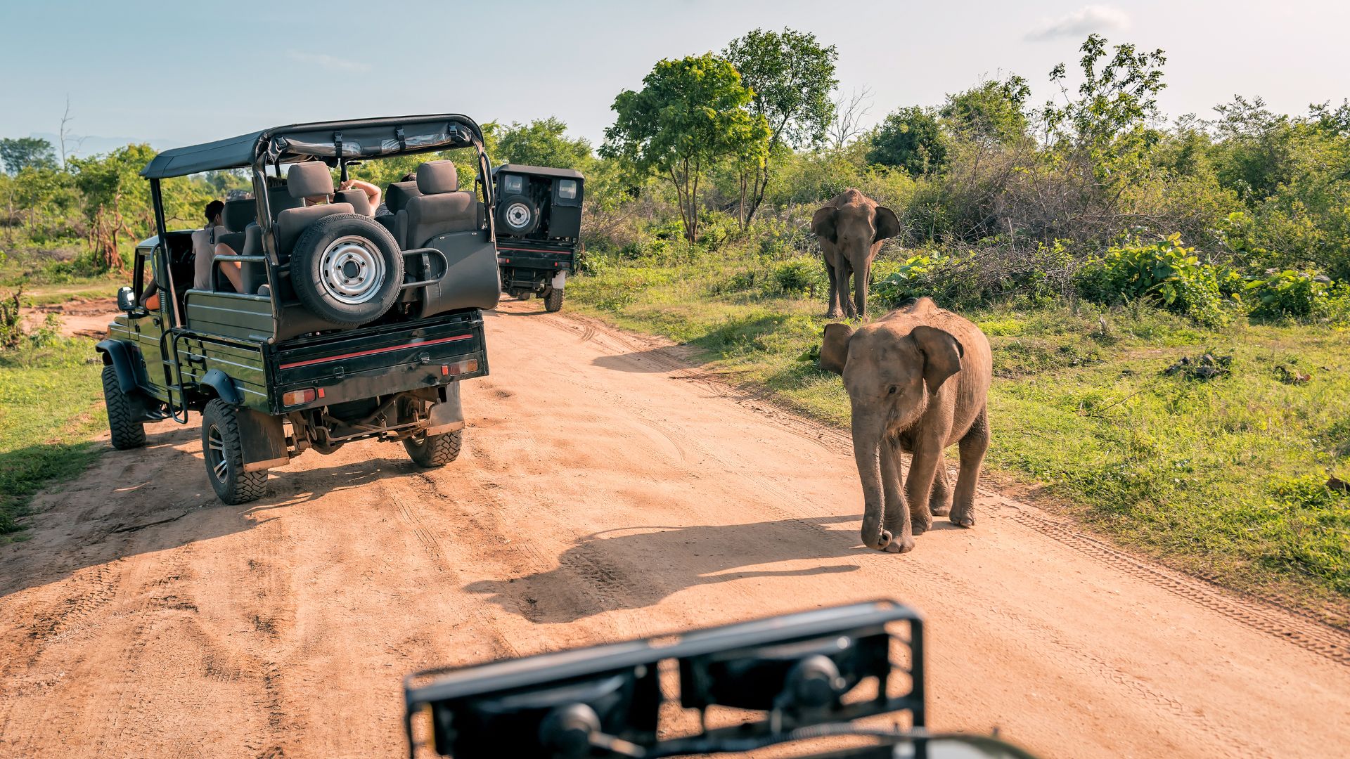 safari image