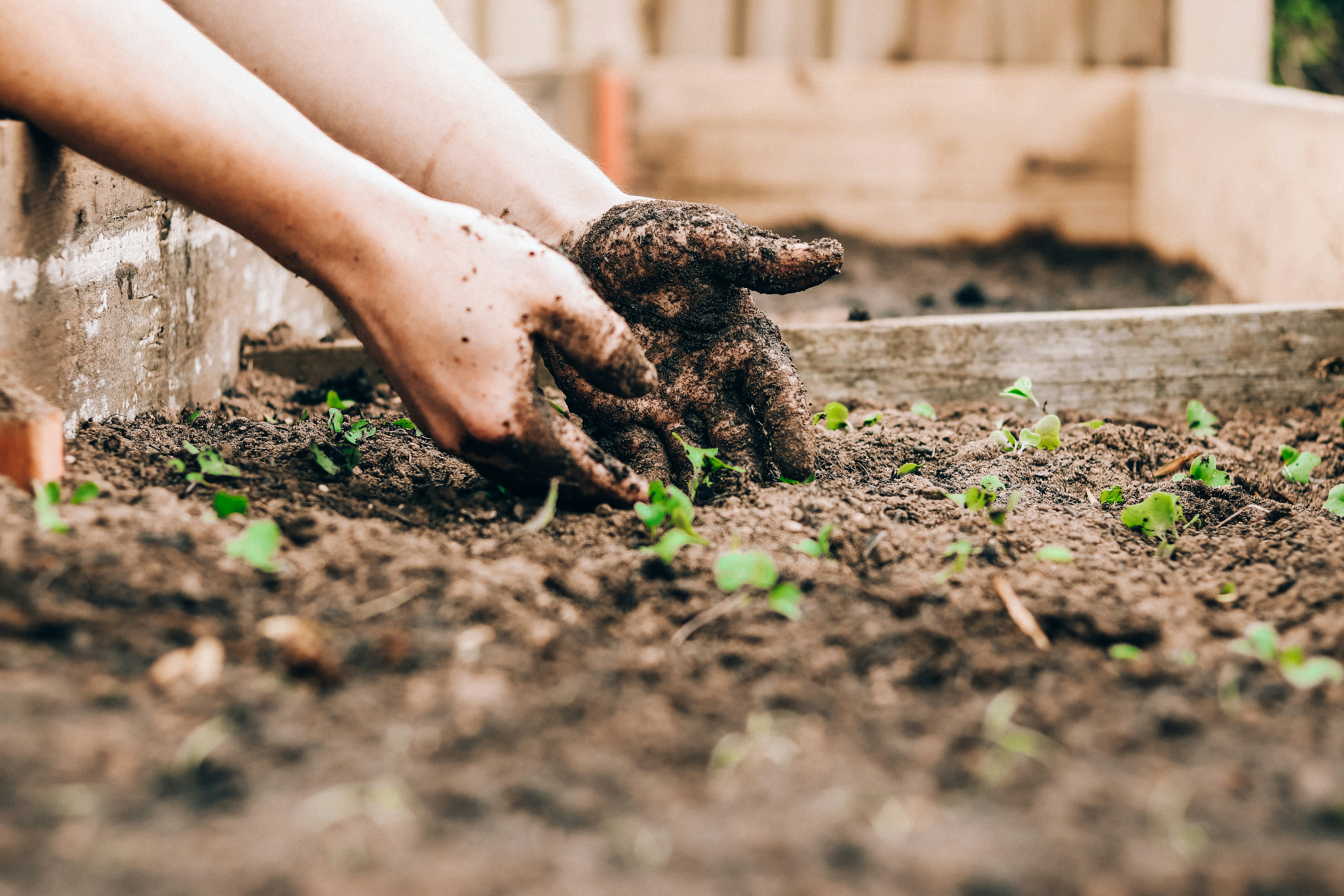 Plant spring flowers and start vegetable seeds indoors to get a head start on the growing season.