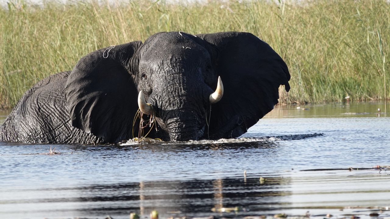 An elephant wading through shallow water in Botswana's Okavango Delta.