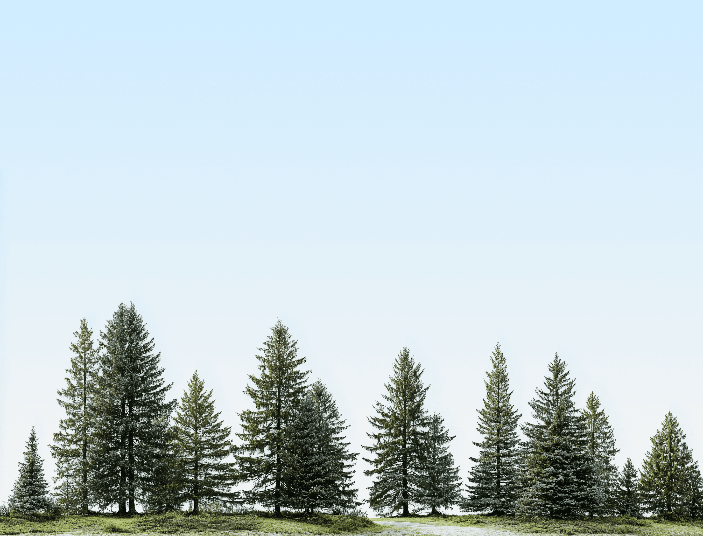 trail-between-pine-trees-beneath-a-clear-light-blue-sky