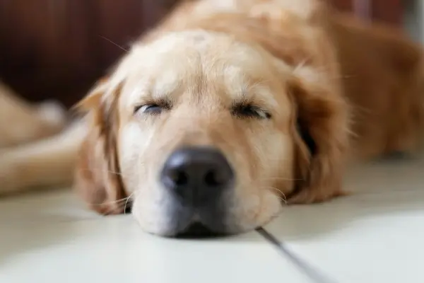 labrador retriver sleeping on the floor