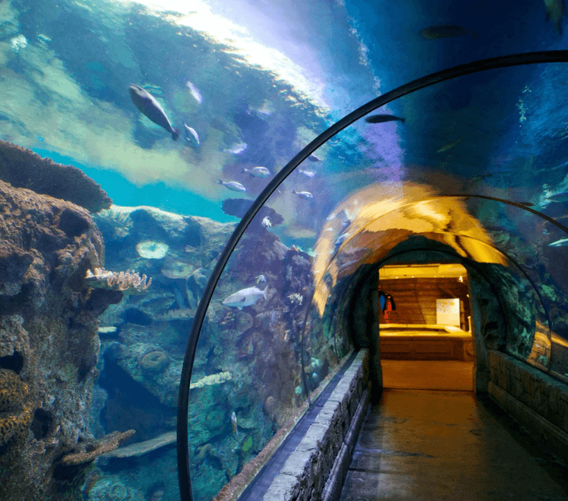 Explore over 2,000 aquatic animals and reptiles in 14 unique exhibits at shark reef aquarium at mandalay bay