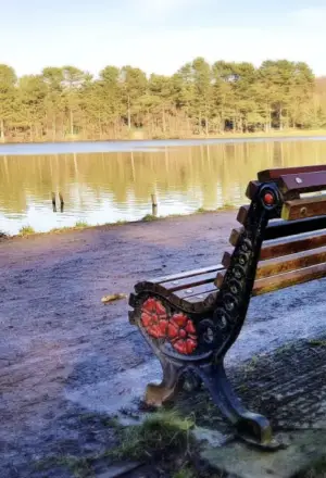 Seagull Control Sutton Coldfield