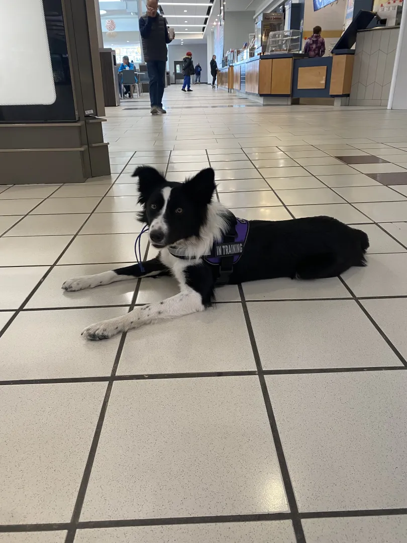 reactive dog off leash in mall