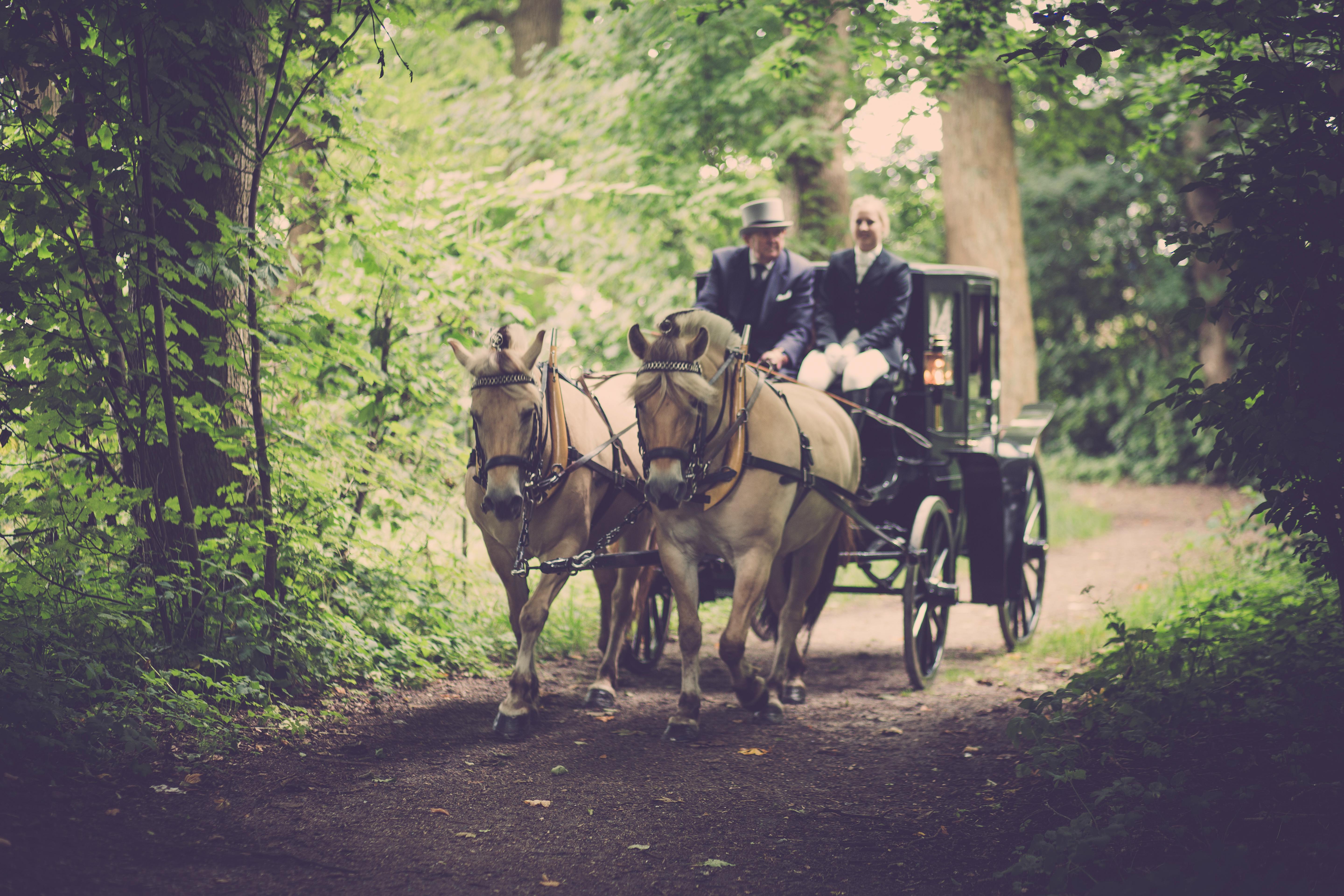 Carrozza trainata da cavalli nel bosco: metafora pre-digitale, trasformazione e innovazione