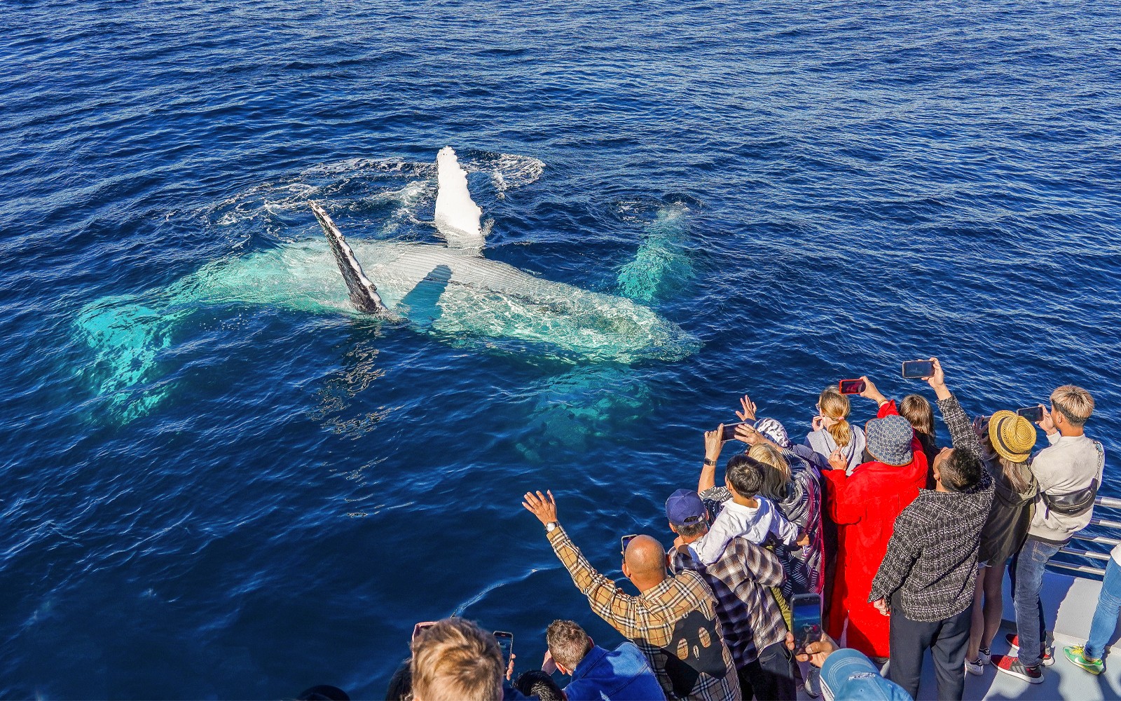 Tourists photographing a whale from a cruise deck in the ocean.