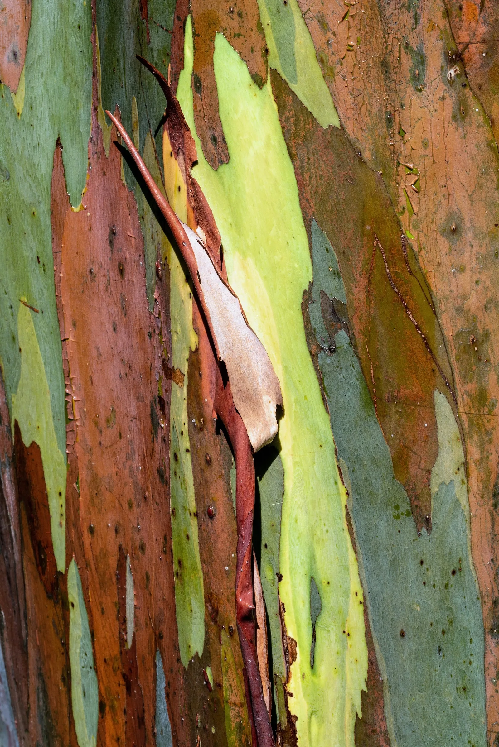 Macro photograph of Rainbow Gum bark, peeling in patches of green, ochre and rust.