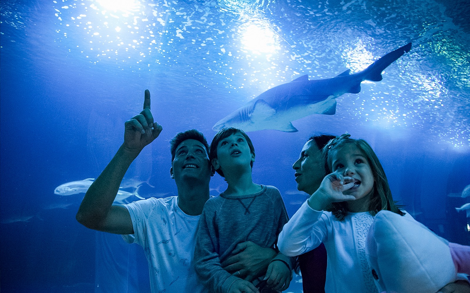 Family observing sharks at Oceanogràfic aquarium, Valencia.
