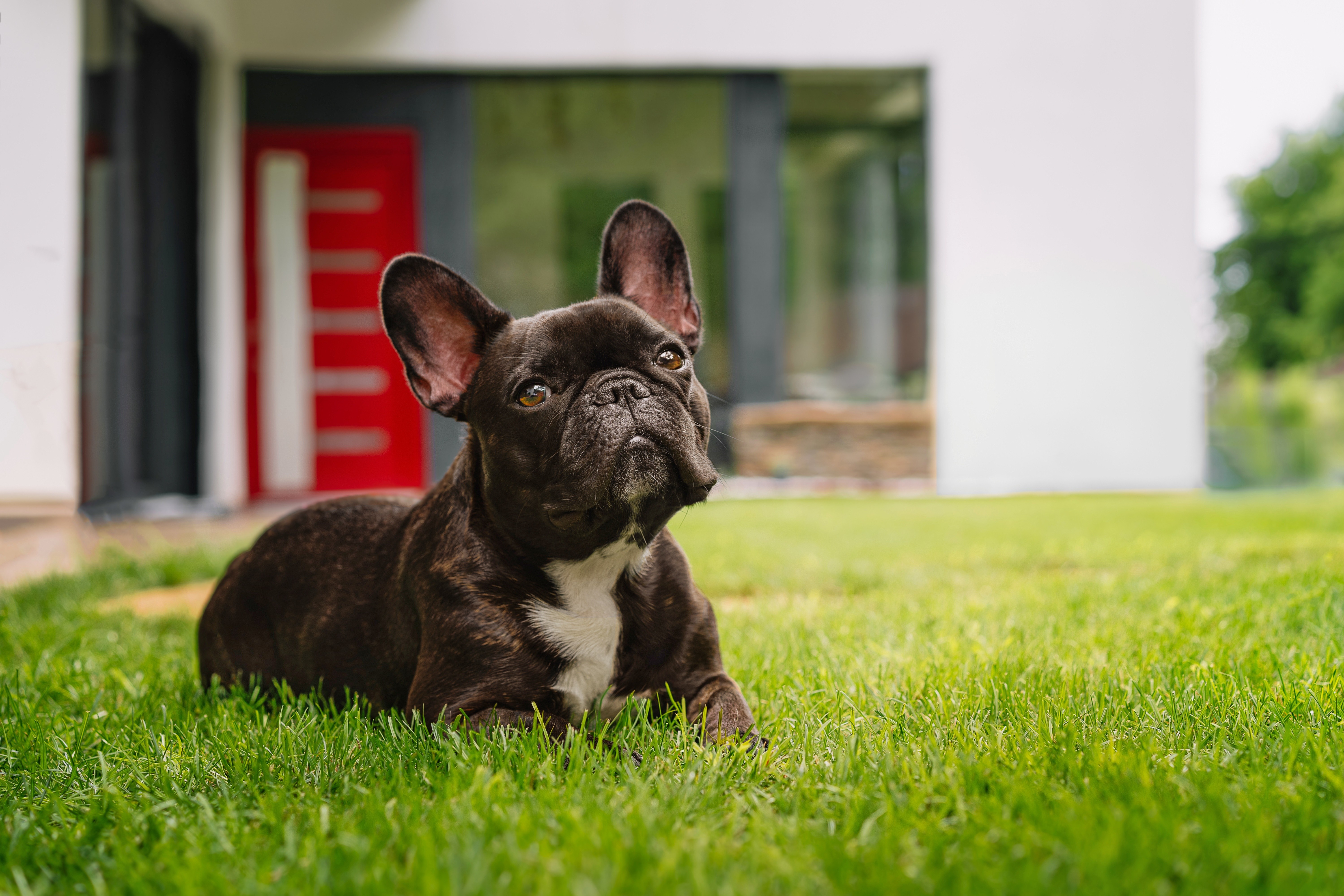 A french bulldog from Clearwater French Bulldogs enjoying a nice summer day outside in the grass