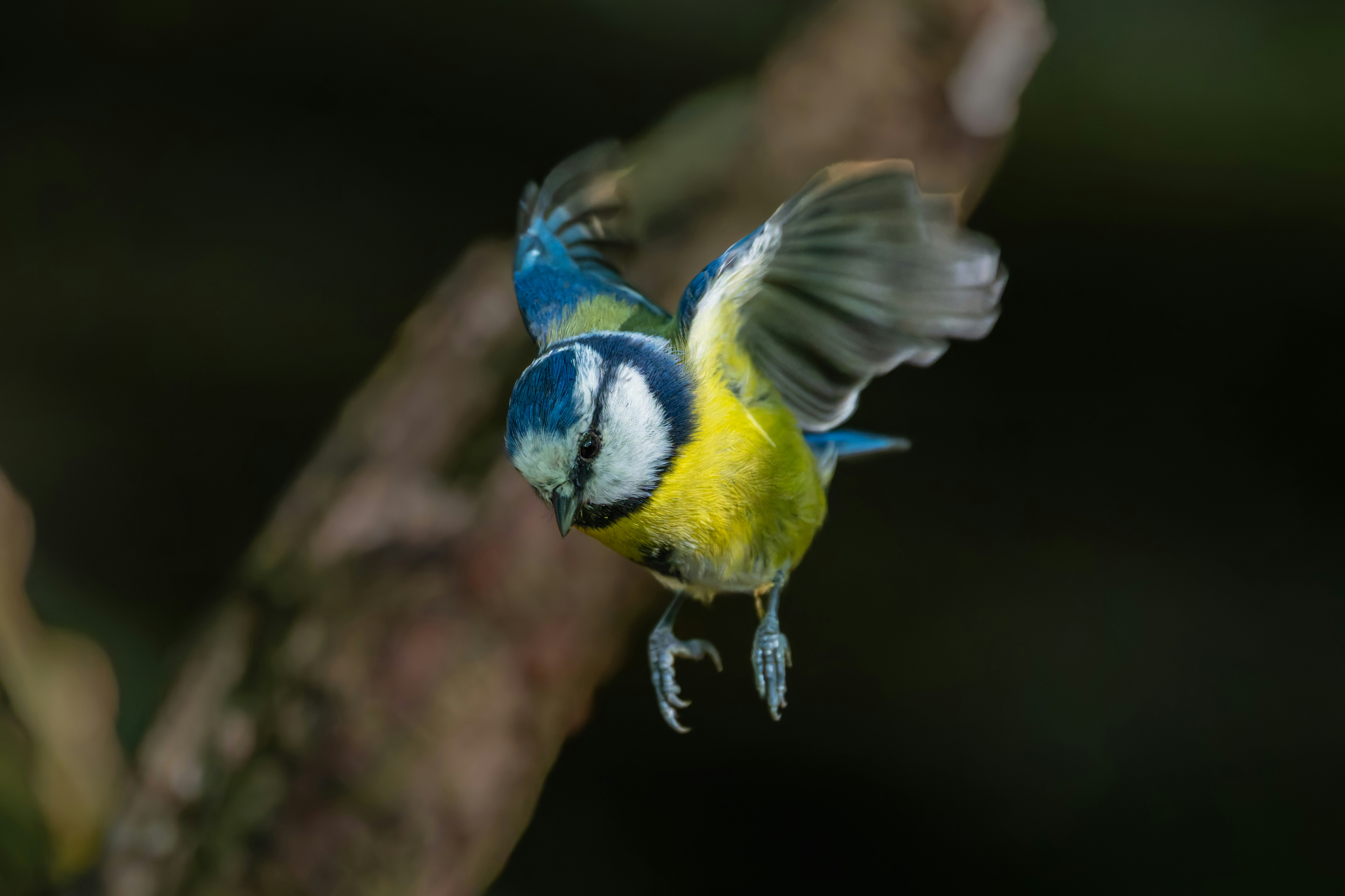 A blue tit bird in flight with wings spread